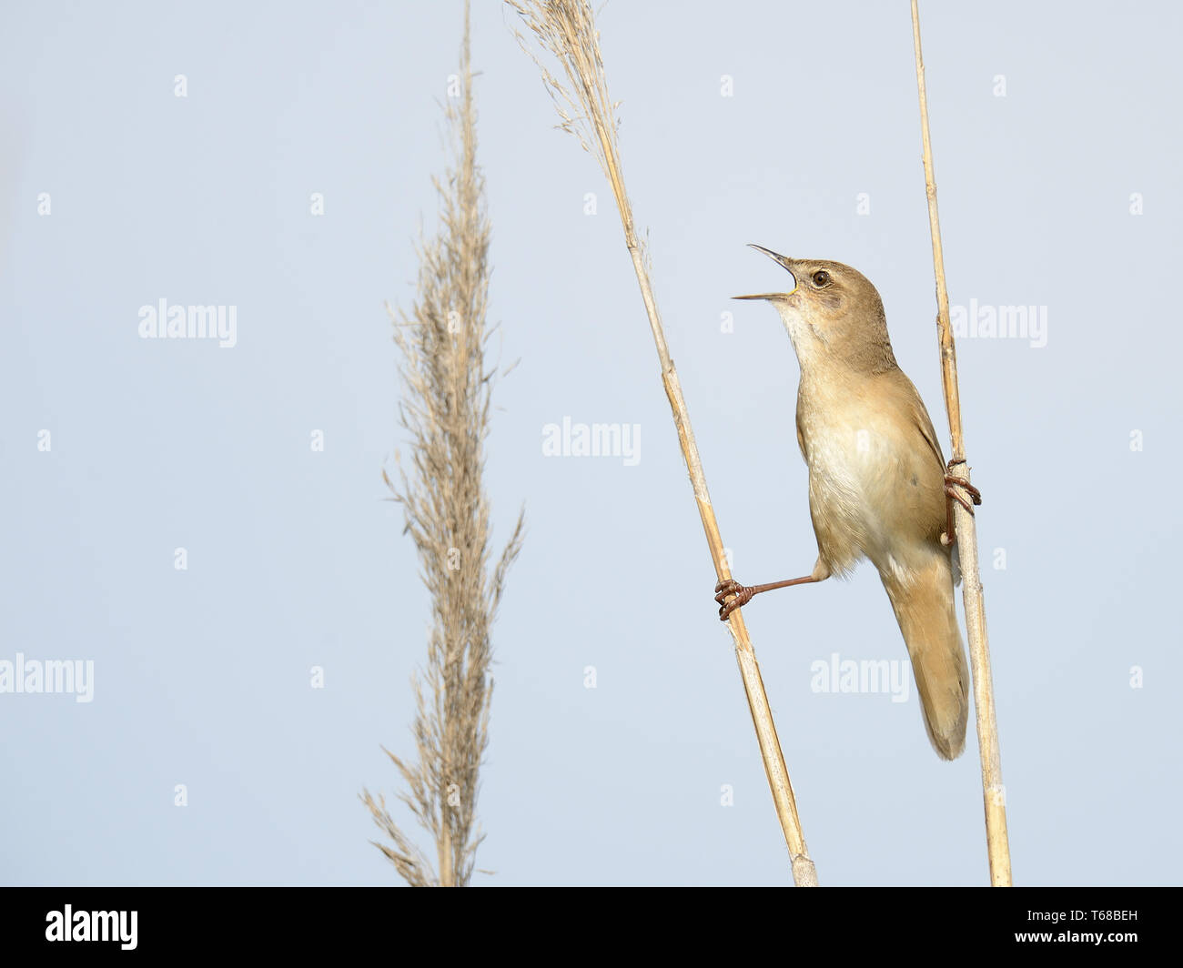 Savi's Warbler, Locustella luscinioides Banque D'Images