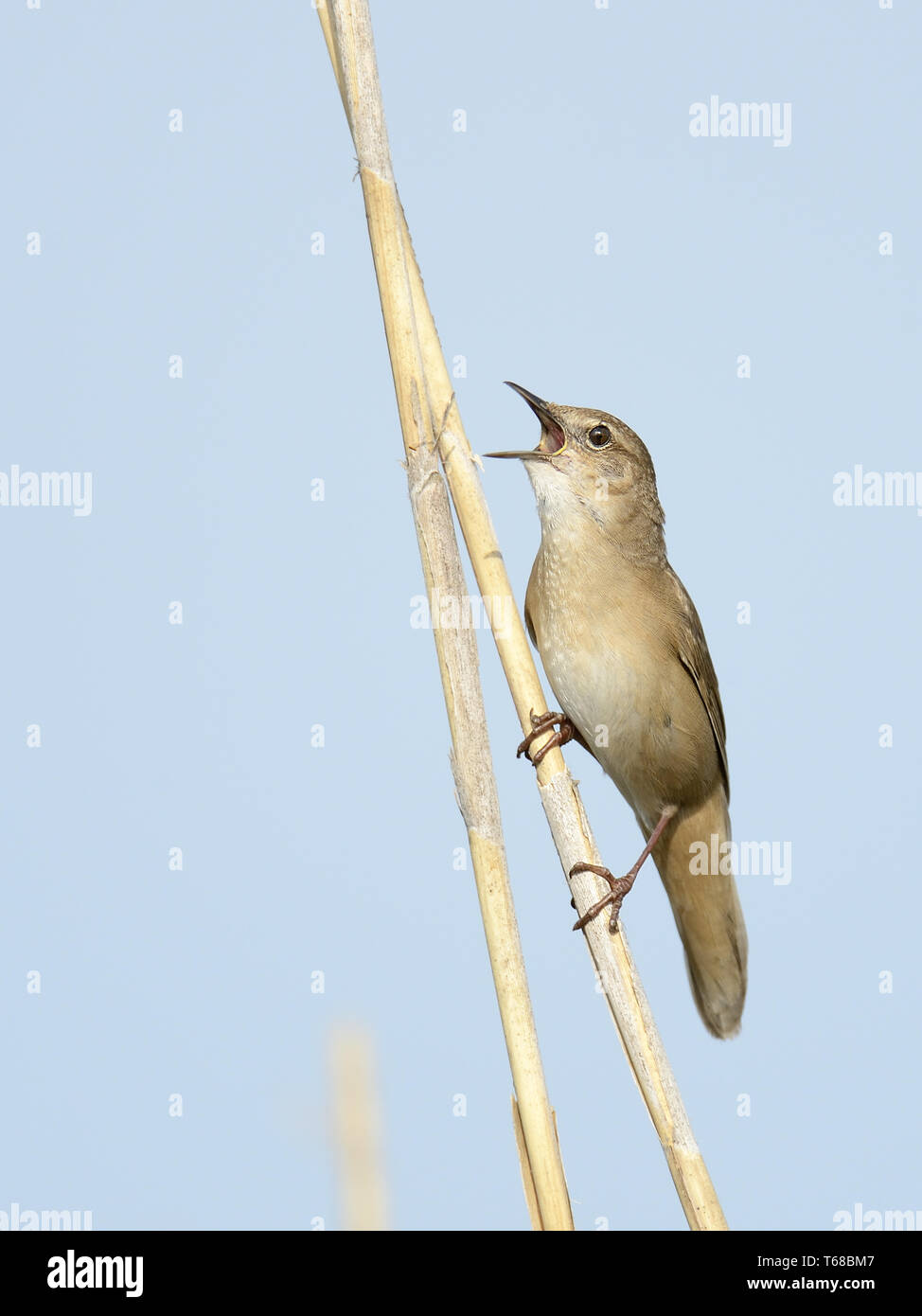 Savi's Warbler, Locustella luscinioides Banque D'Images