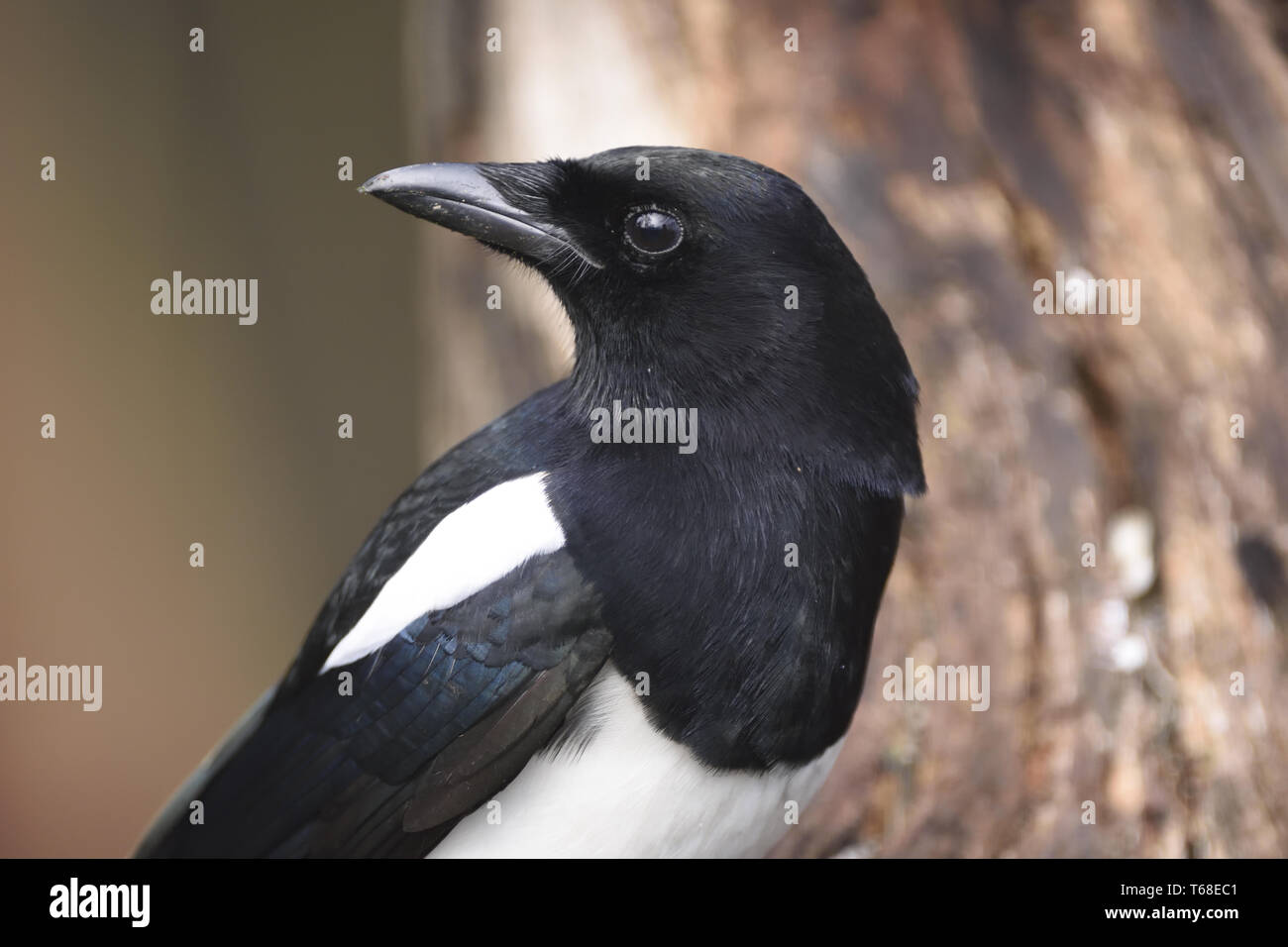 Magpie Picture Photos Magpie Picture Images Alamy