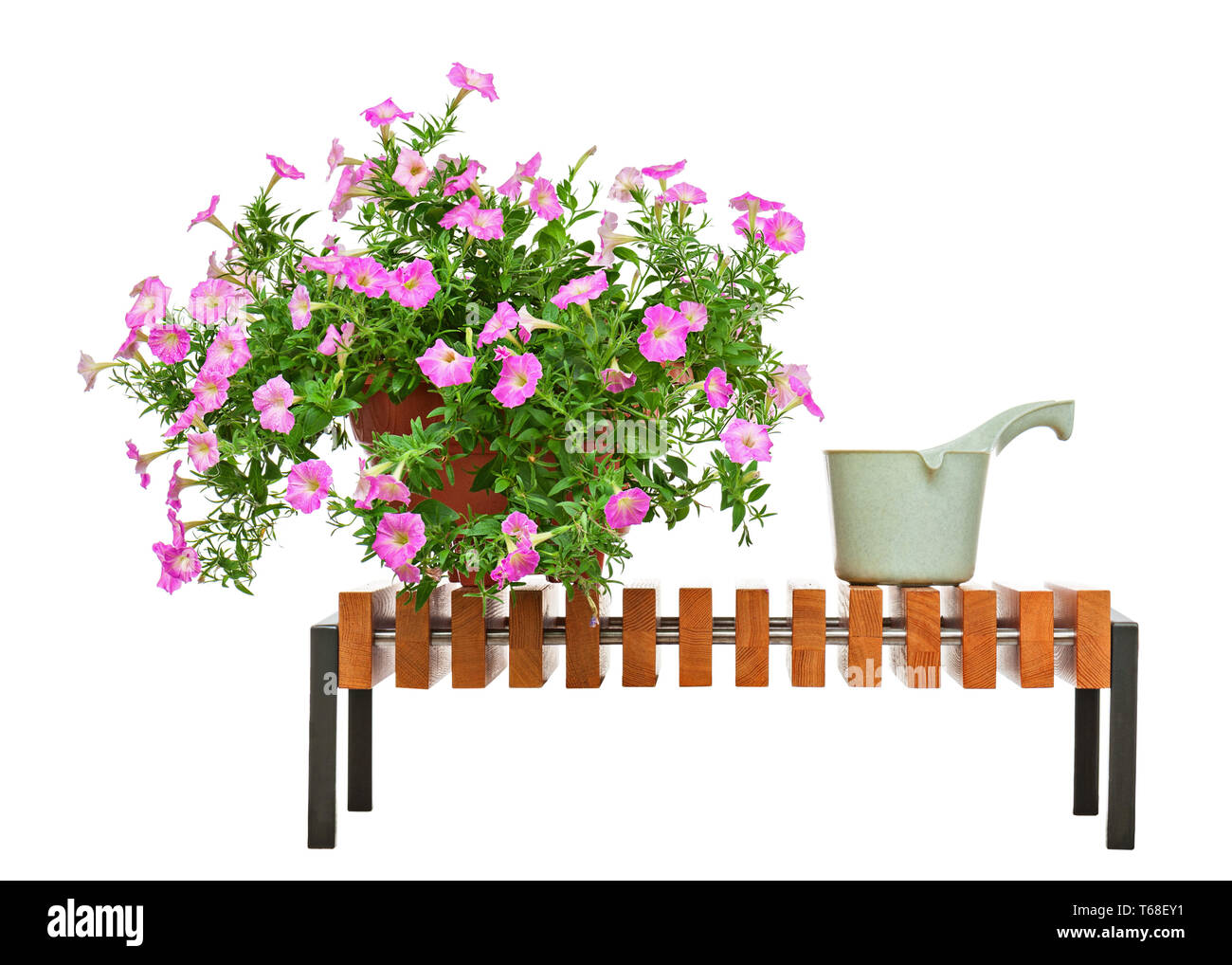 Pétunia rose fleurs sur le banc en bois isolé sur fond blanc. Banque D'Images