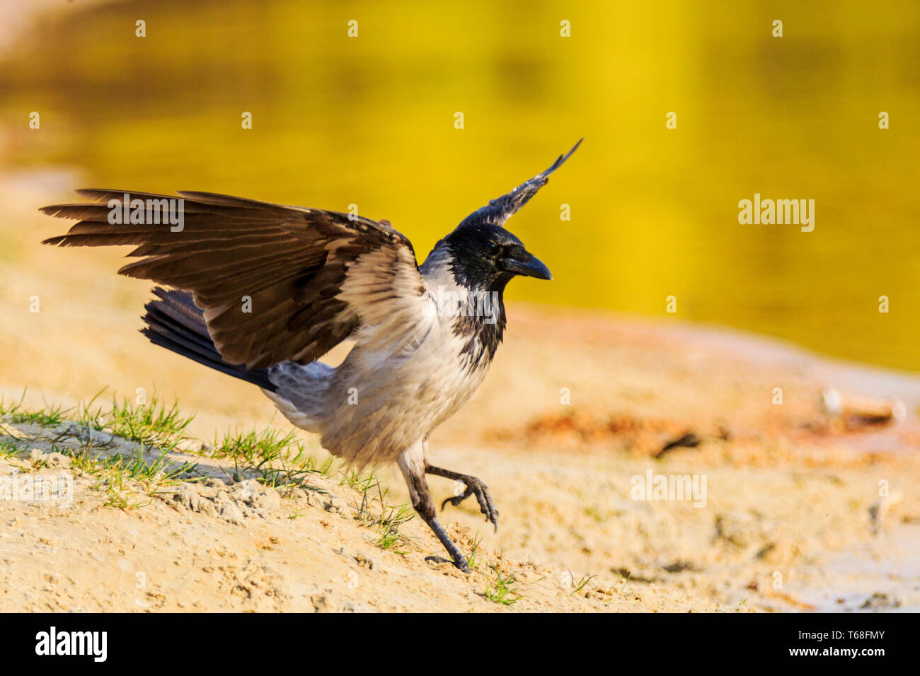 Crow a volé à l'arrosage des forêts Banque D'Images