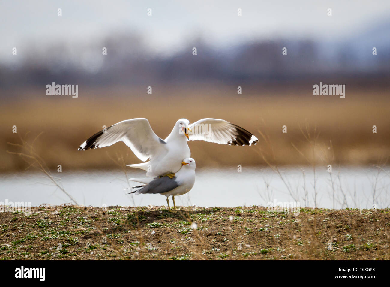 La fièvre du printemps . . . L'affection, Seagull style, comme l'un des perchoirs de goélands à l'arrière d'un autre Banque D'Images
