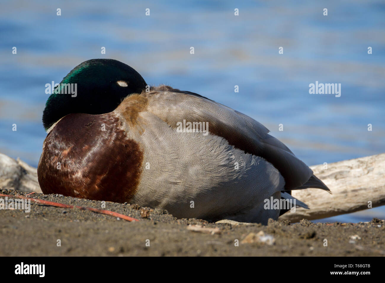Gros plan du beau canard colvert Anas platyrhynchos, Drake, reposant sur les rives de la rivière Bow, à Calgary, Canada Banque D'Images