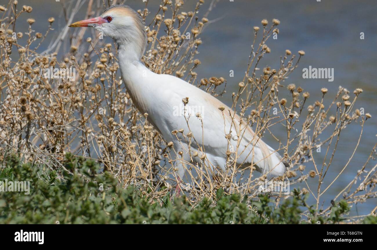 Western Cattle egret Bubulcus ibis ou la recherche d'insectes dans la brosse sur Lake Shore Banque D'Images