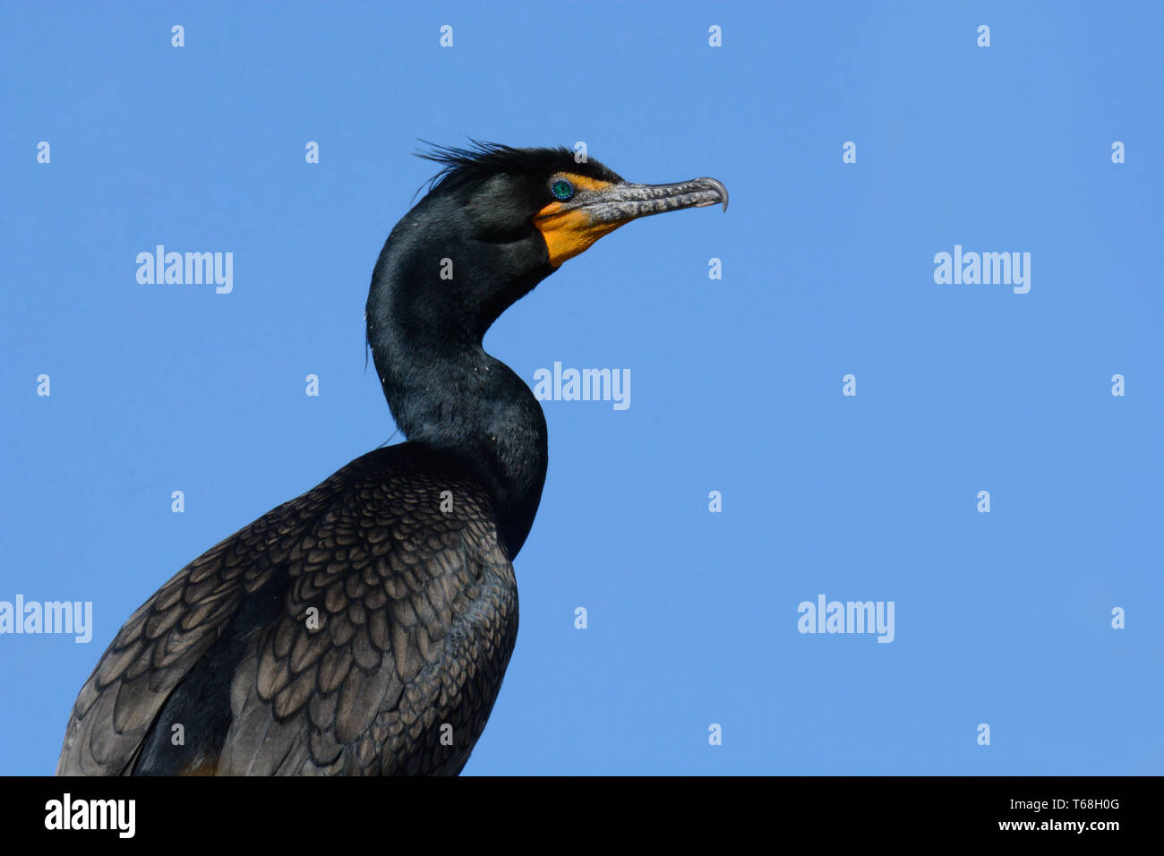 Portrait de double-crested cormorant Phalacrocorax auritus ou contre le ciel bleu Banque D'Images