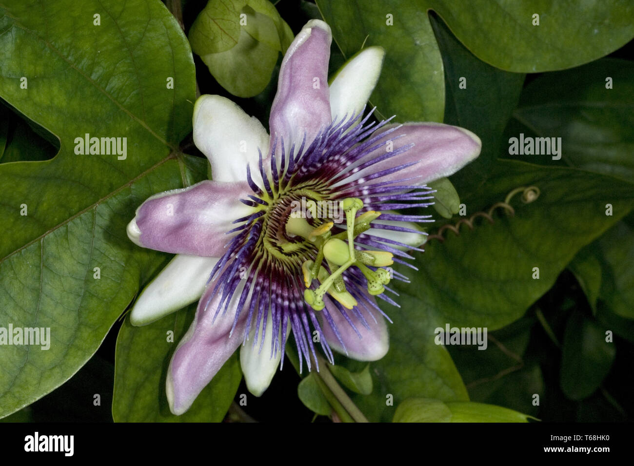 La passion des fleurs violettes (Passiflora violacea) Banque D'Images