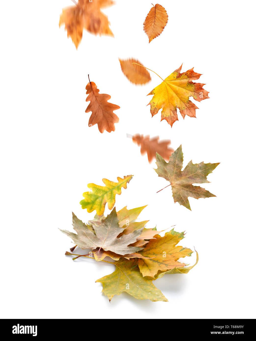 Les feuilles qui tombent sur fond blanc Banque D'Images