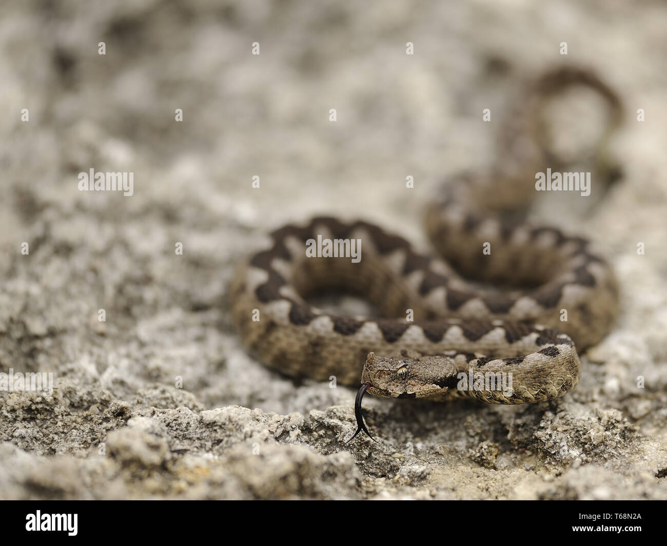 Vipera ammodytes vipère à cornes, Banque D'Images