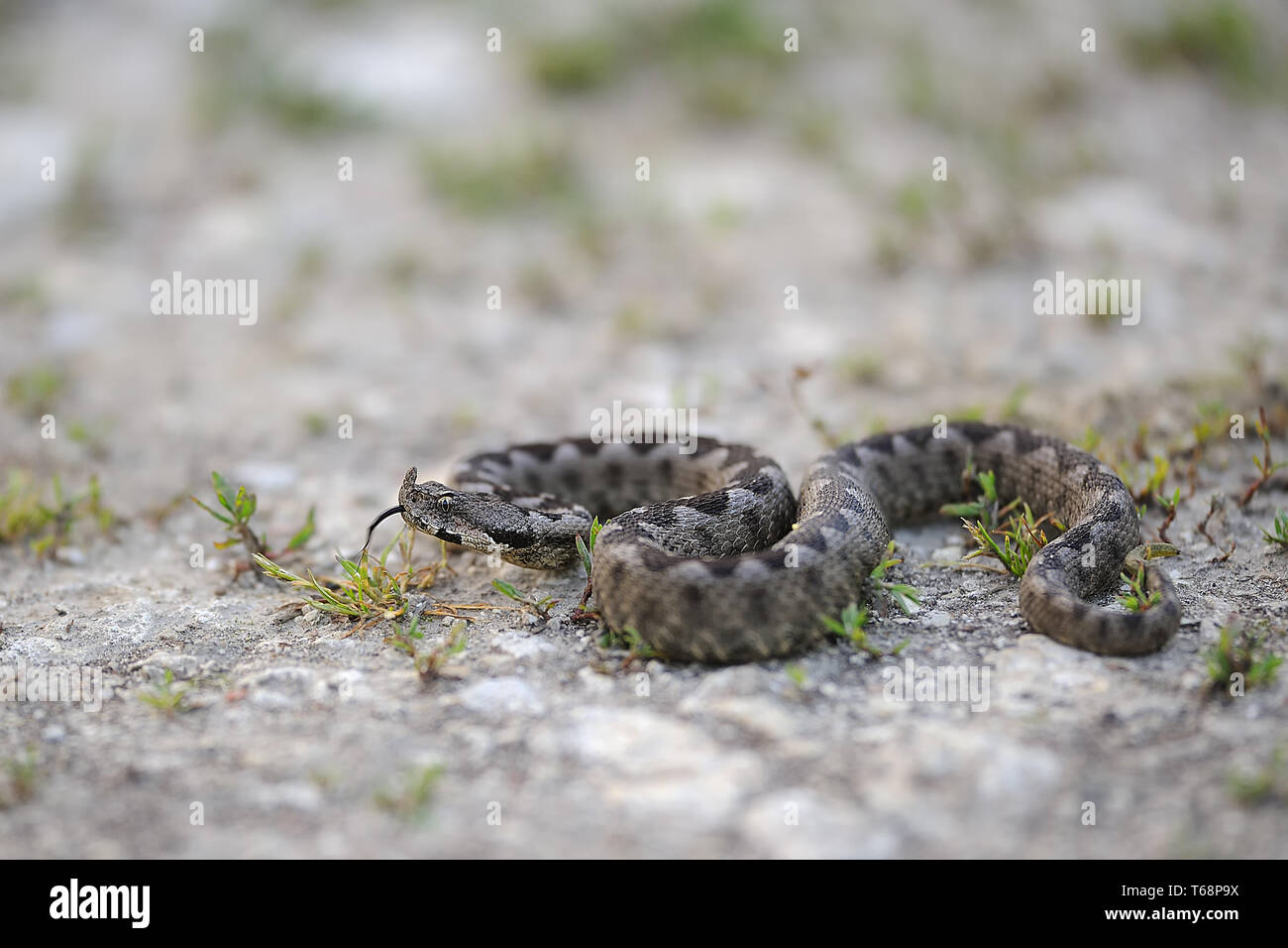 Vipera ammodytes vipère à cornes, Banque D'Images