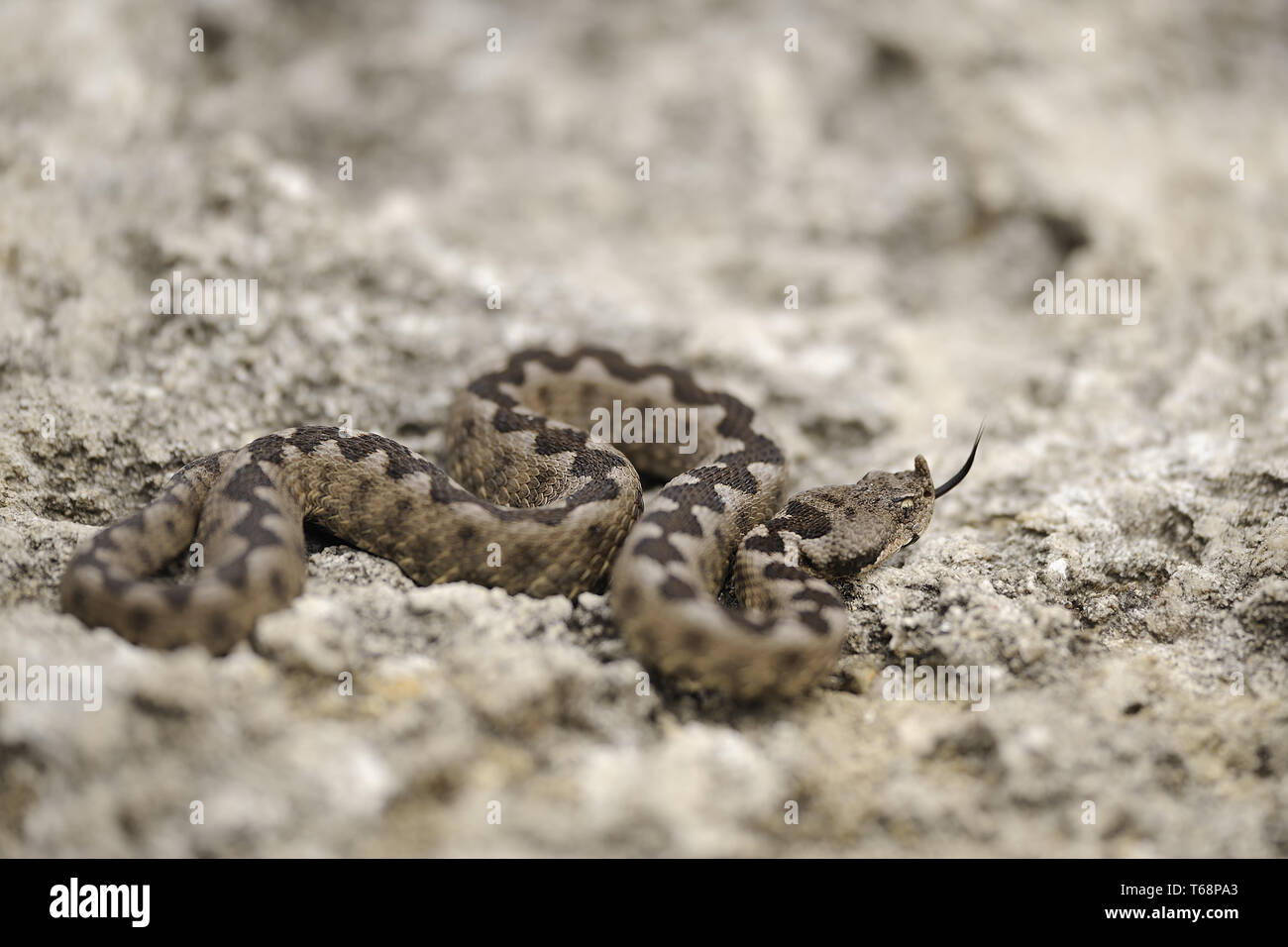Vipera ammodytes vipère à cornes, Banque D'Images