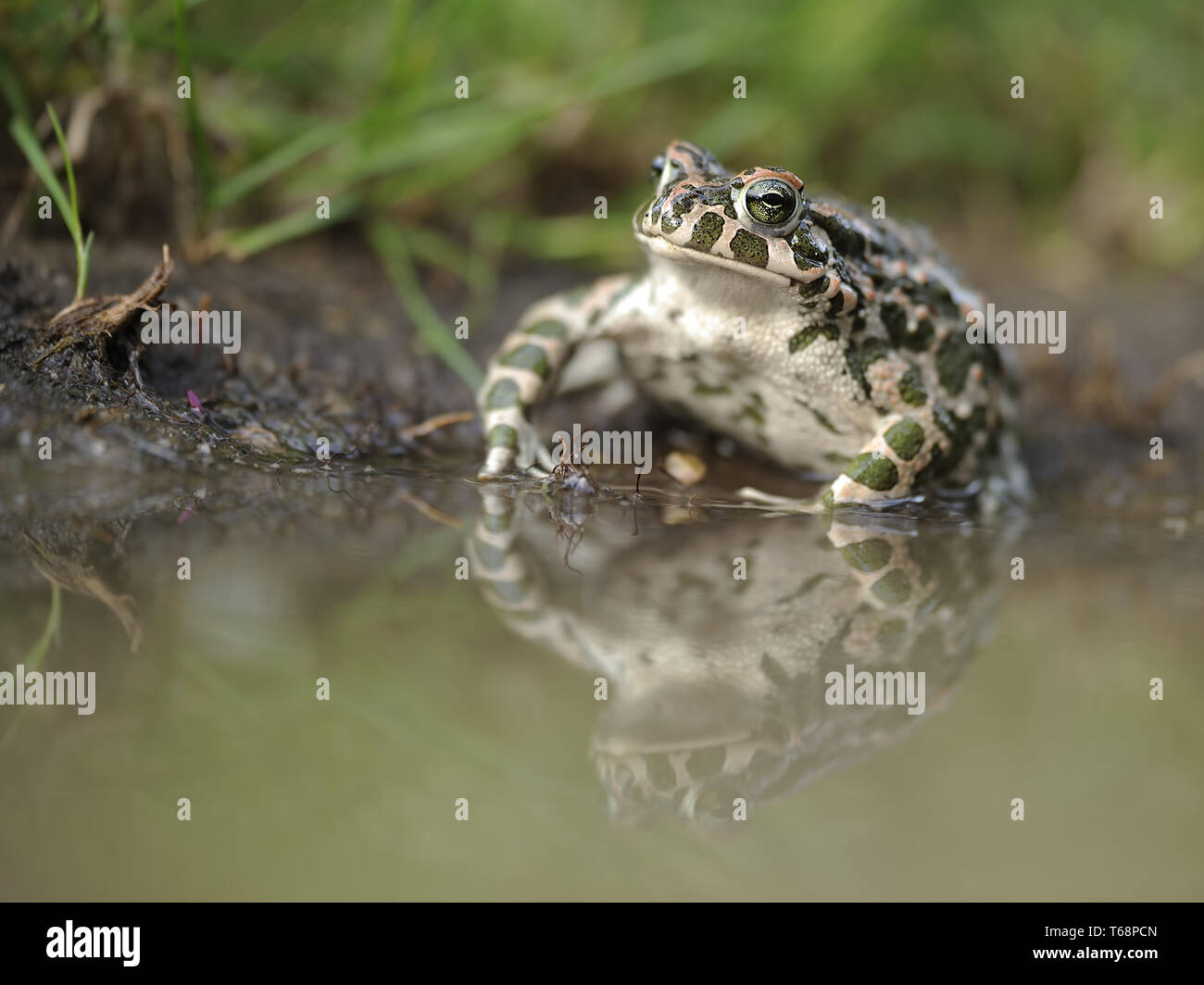 Crapaud vert européen, Pseudepidalea viridis, Bufo viridis, Bufotes viridis, est de l'Europe Banque D'Images