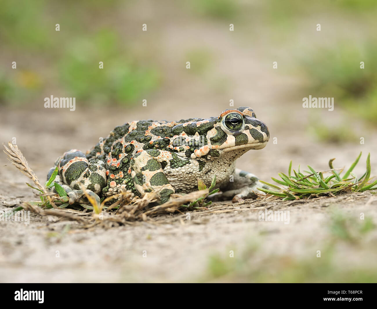 Crapaud vert européen, Pseudepidalea viridis, Bufo viridis, Bufotes viridis, est de l'Europe Banque D'Images