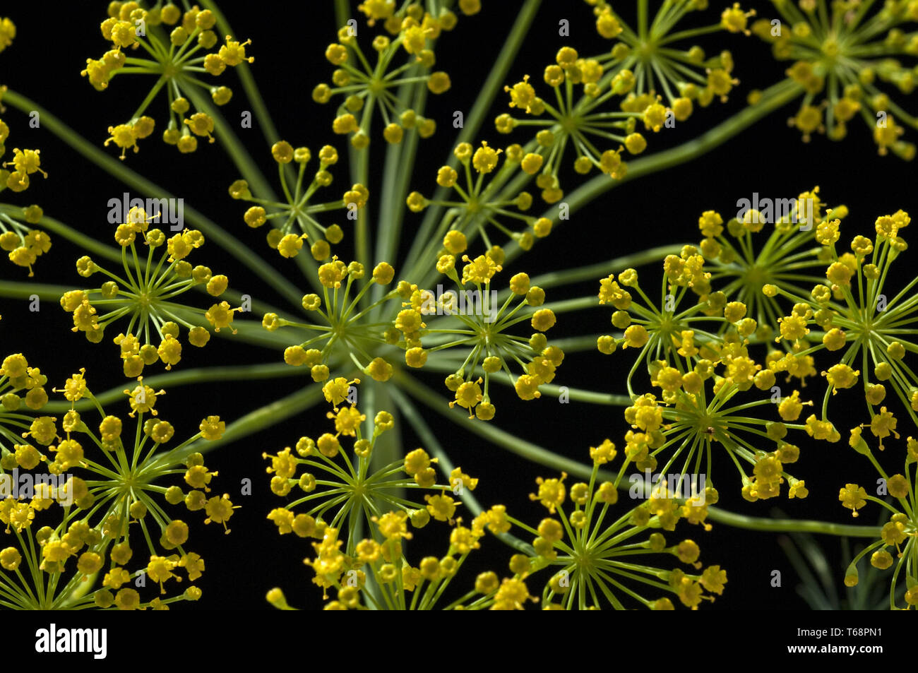 L'aneth, Anethum graveolens plante herbacée annuelle Banque D'Images