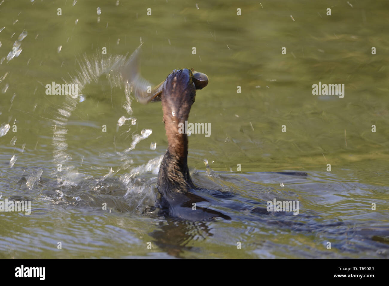 Cormoran pygmée, Turdus pygmaeus Banque D'Images