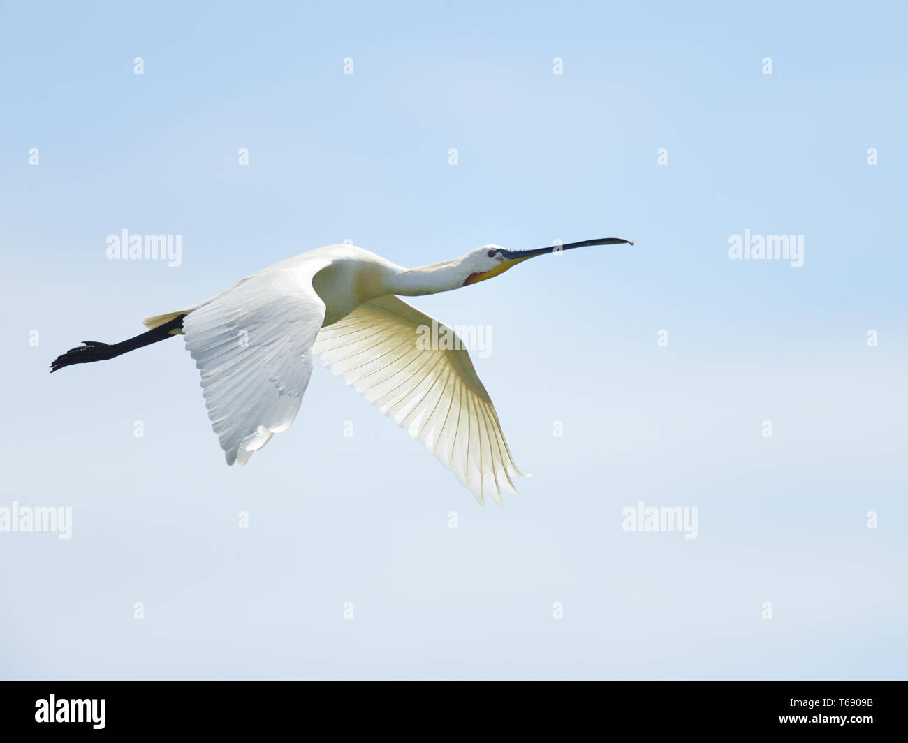 La spatule blanche Platalea leucorodia commun Banque D'Images