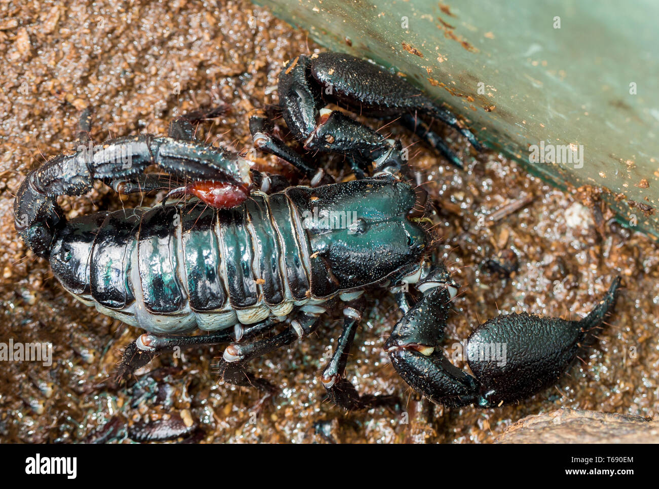 Scorpion empereur ( Pandinus imperator) Banque D'Images