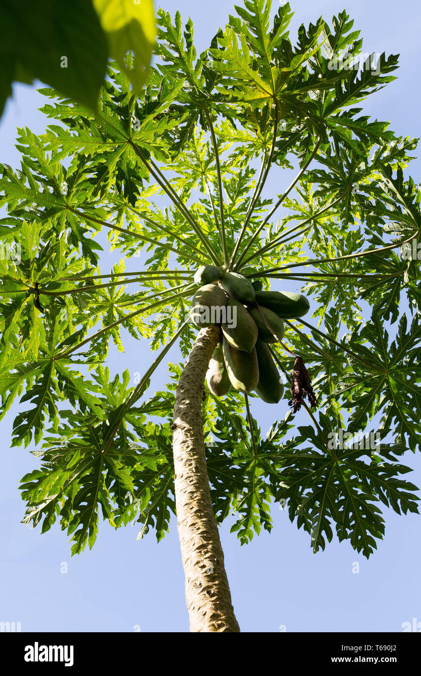La papaye verte sur l'arbre, Bali Indonésie Banque D'Images