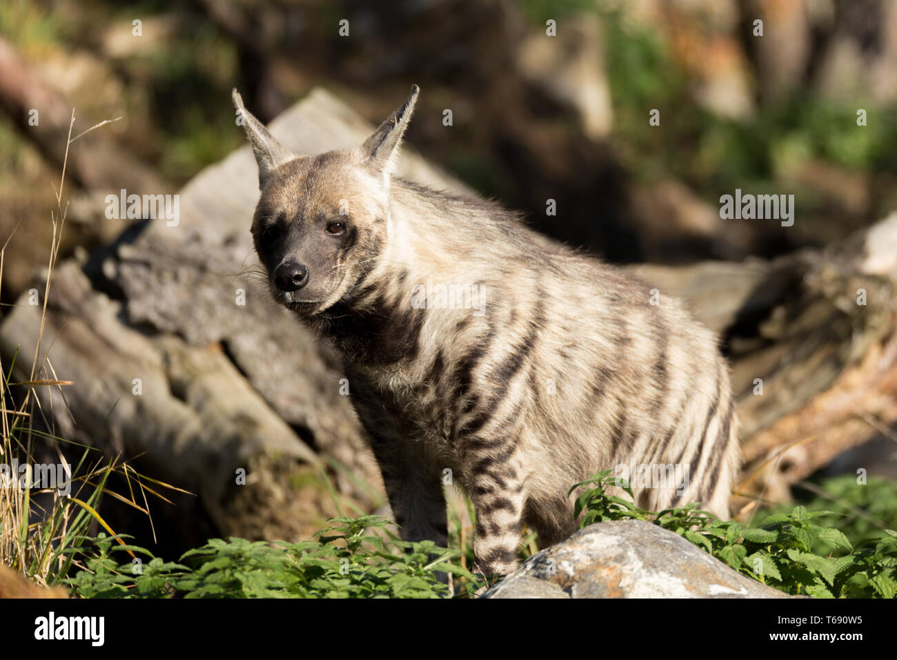 hyene raye banque d image et photos alamy