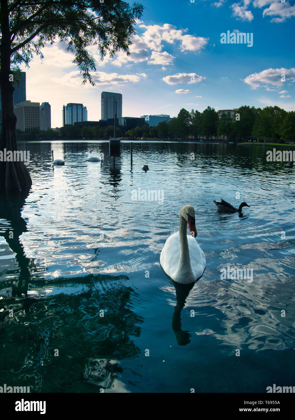Oiseaux nageant autour du parc Lake Eola à Orlando, en Floride Banque D'Images