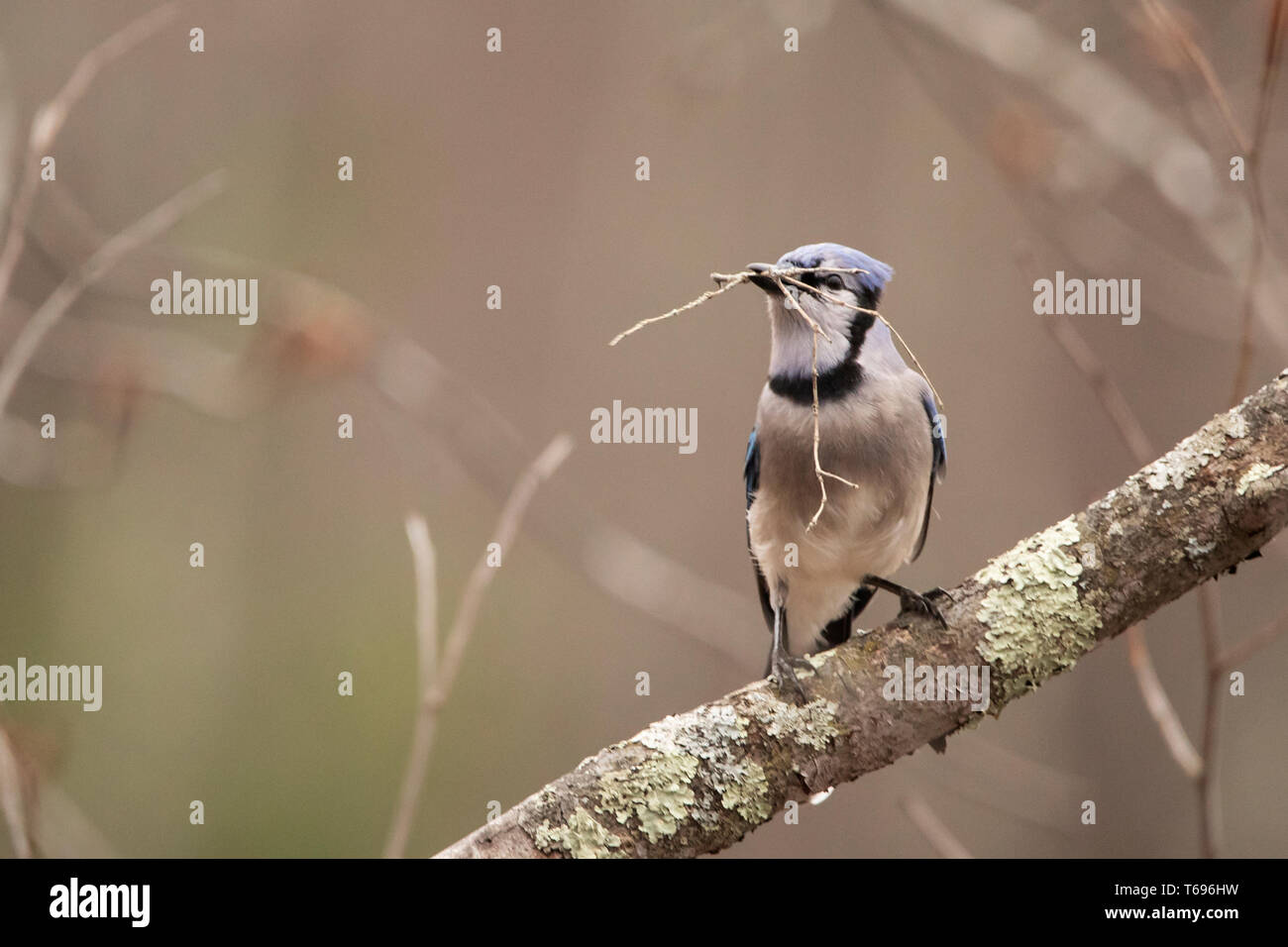 un bleu jay (Cyanocitta crisstata) est assis sur une branche avec une torsion dans son bec une journée de printemps. Banque D'Images