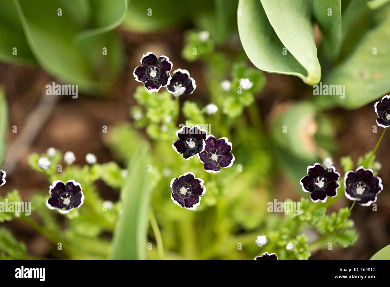 Yeux bleus de bébé (Nemophila menziesii) dans la variété Penny Black croissant dans un jardin de printemps. Banque D'Images
