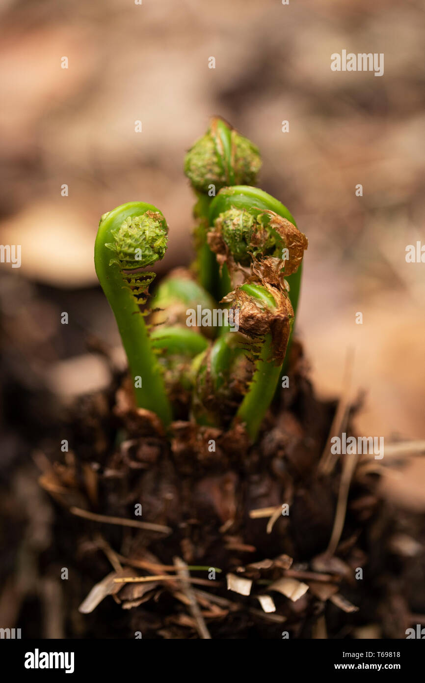 Fiddleheads sur un fern d'autruche (Matteucia struthiopteris). Banque D'Images