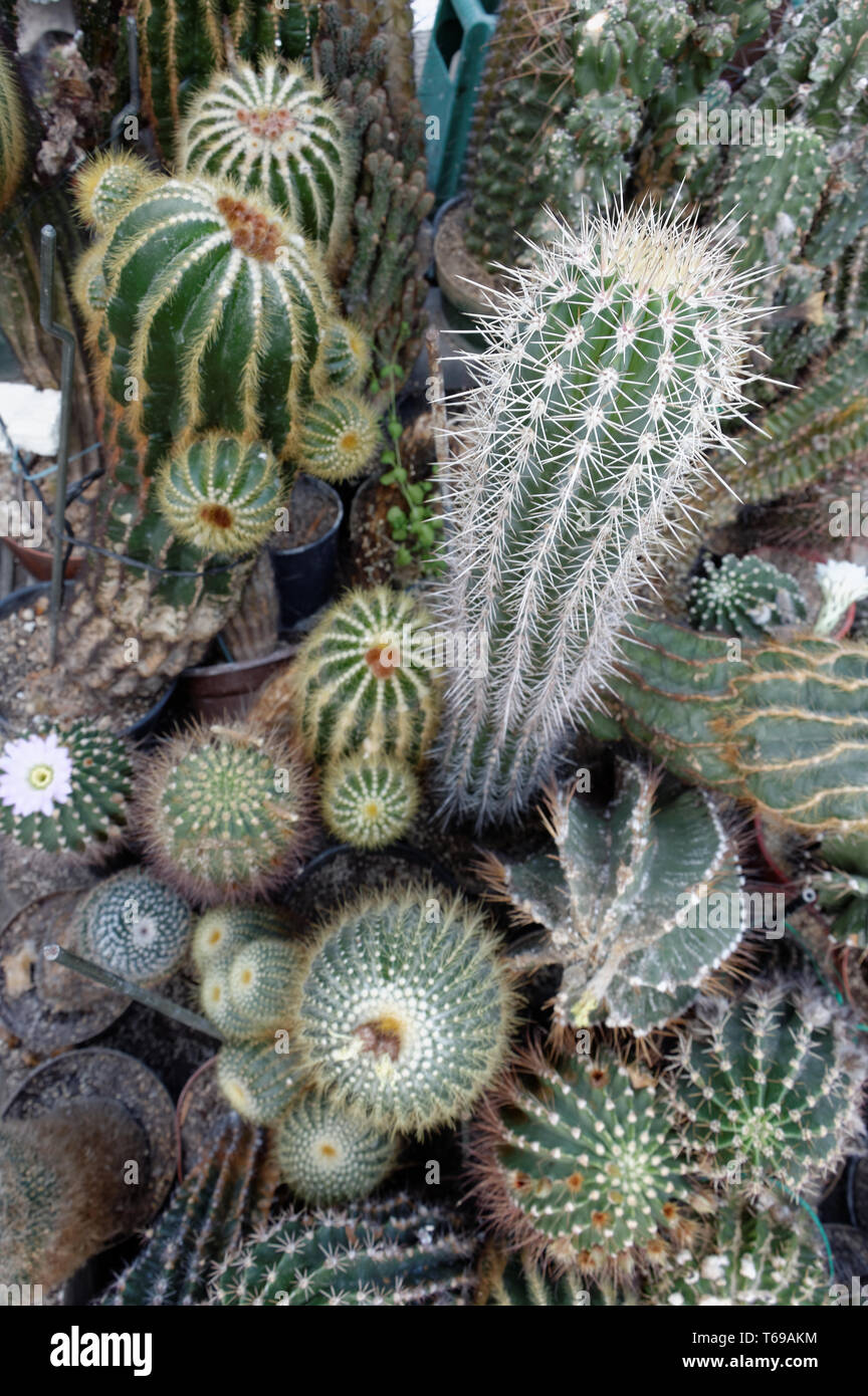 Famille des cactus Banque D'Images