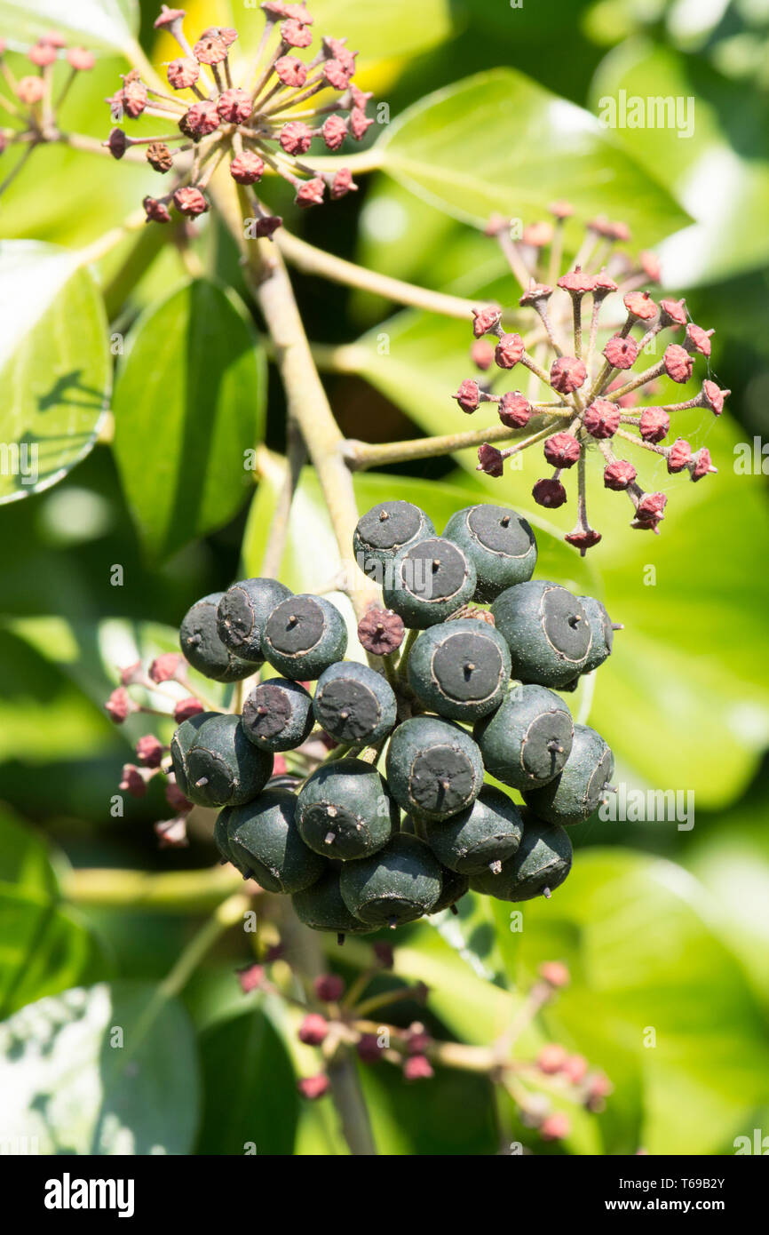 Le lierre, Hedera helix, bouquet de fruits rouges, de fruits, d'avril, Sussex, UK Banque D'Images