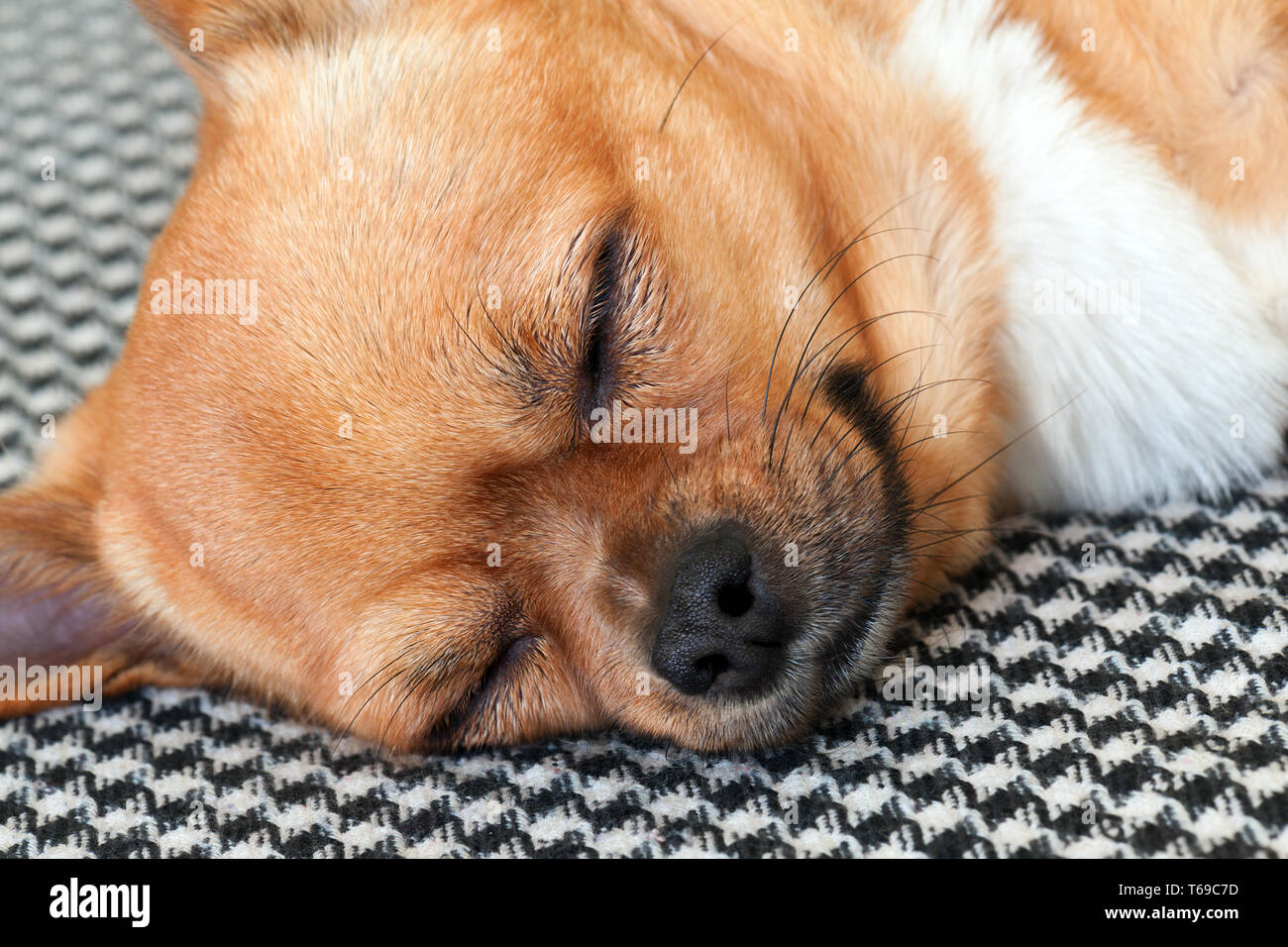 Chihuahua rouge couchage Chien sur Shemagh Motif de fond. Banque D'Images