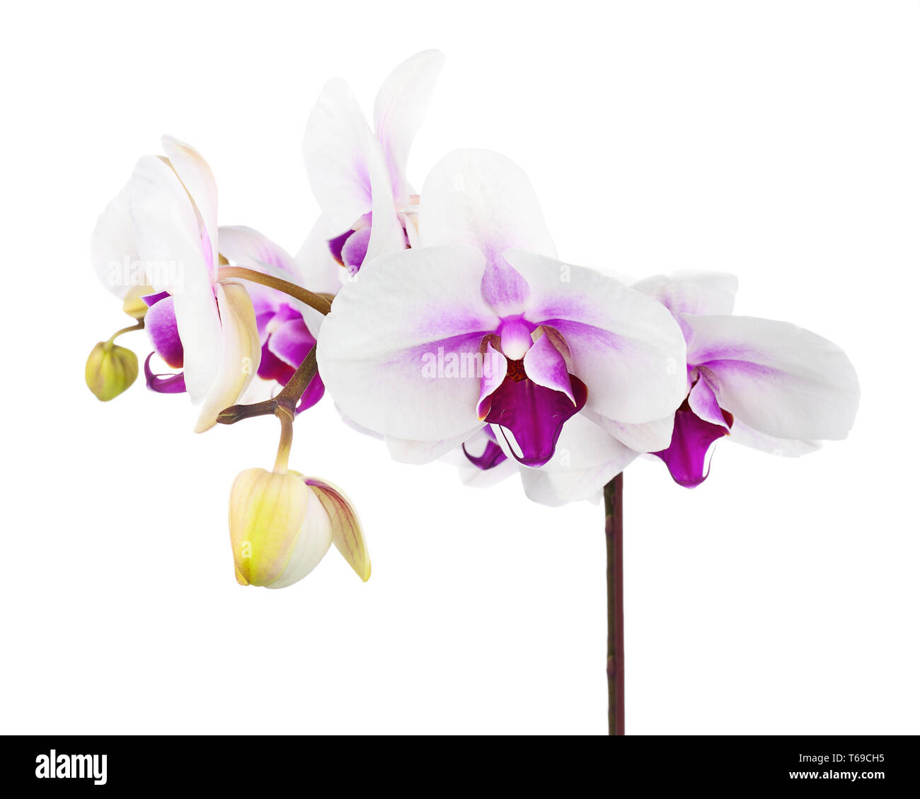 Rameau en fleurs d'orchidée pourpre blanc isolé sur fond blanc. Banque D'Images