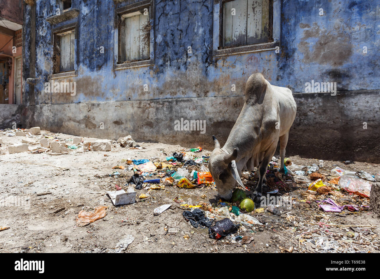 Libre de se gaver de chèvre sur les déchets trouvés dans la rue, dans le Gujarat, Inde Banque D'Images