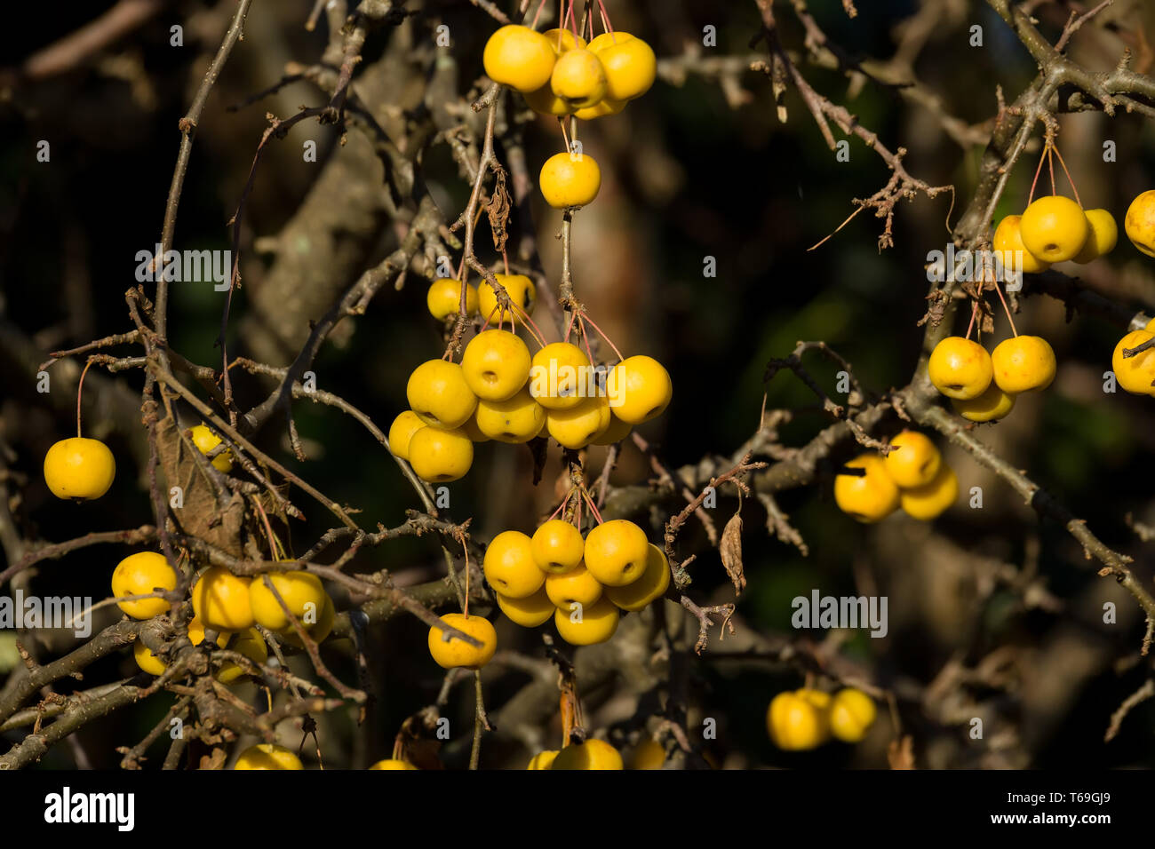 Les pommes Golden Hornet Crabe jaune Banque D'Images