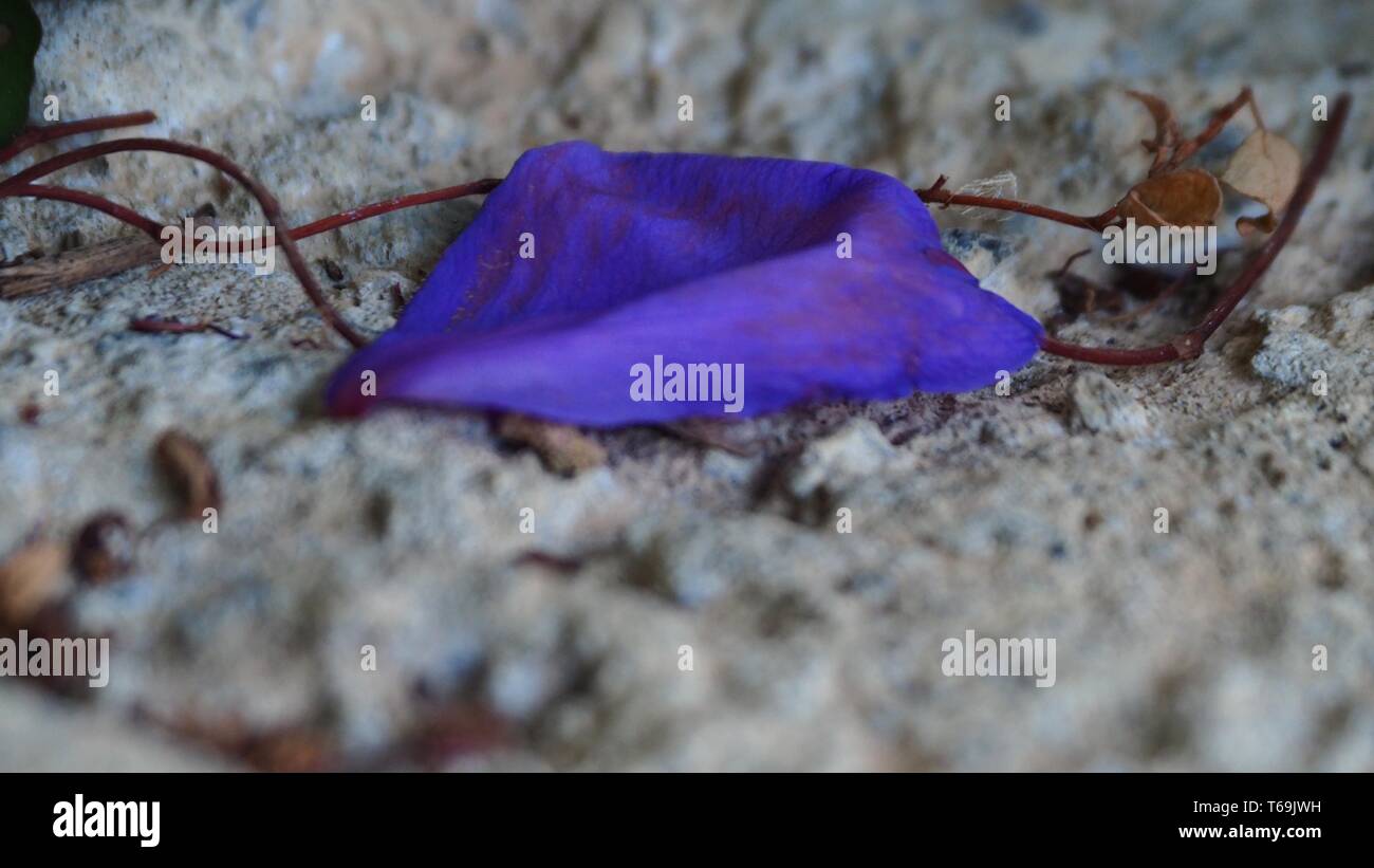 Macro.Un seul pétale de fleur vivivivivivivivivivivielle Tibouchina est tombé sur un bloc de ciment gris avec quelques tiges de couleur brun rouillé, du dessus et sur le côté Banque D'Images