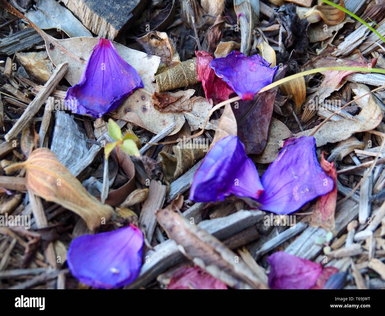 Litière naturelle au sol, composée de copeaux de paillis ou d'écorce, de feuilles, de mauvaises herbes et de riches pétales violets de Tibouchina Banque D'Images