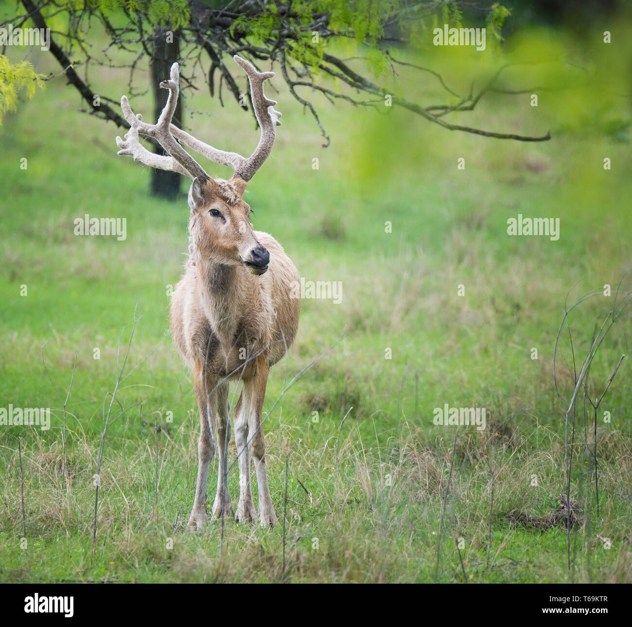 Homme le cerf de Virginie (Odocoileus virginianus) Comité permanent dans les bois sur un matin de printemps pluvieux Banque D'Images