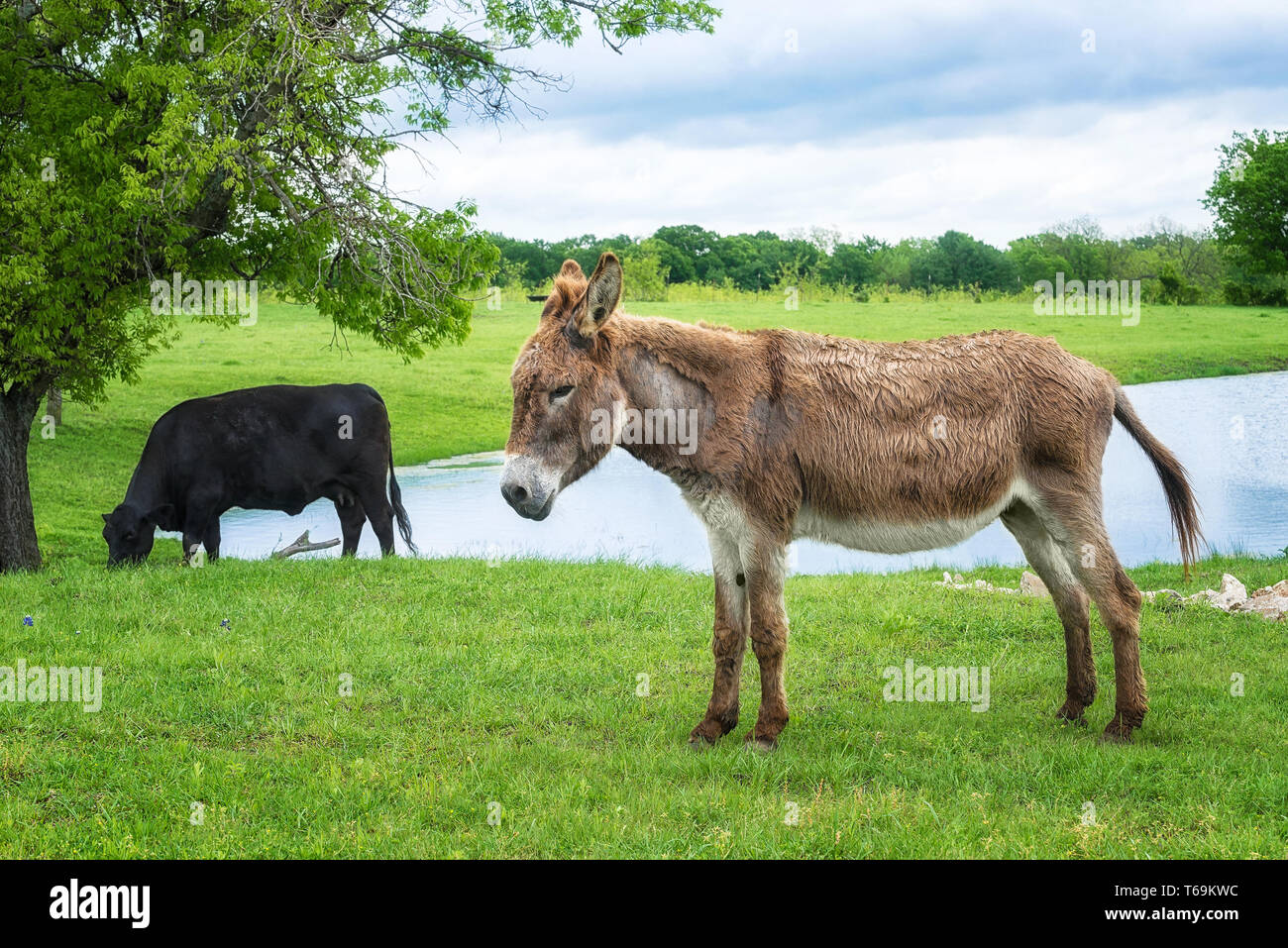 Âne pâture d'un étang sur vert pâturage au Texas au printemps. Vache Noire à l'arrière-plan. Banque D'Images