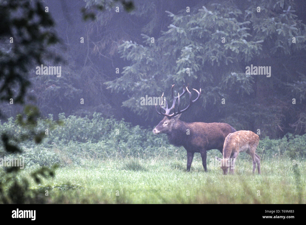 Red Deer à l'état sauvage ils vivent 10 à 15 ans Banque D'Images