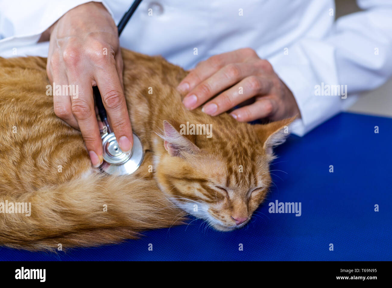 Close up sur la FEP en utilisant son stéthoscope sur un mignon chaton Banque D'Images