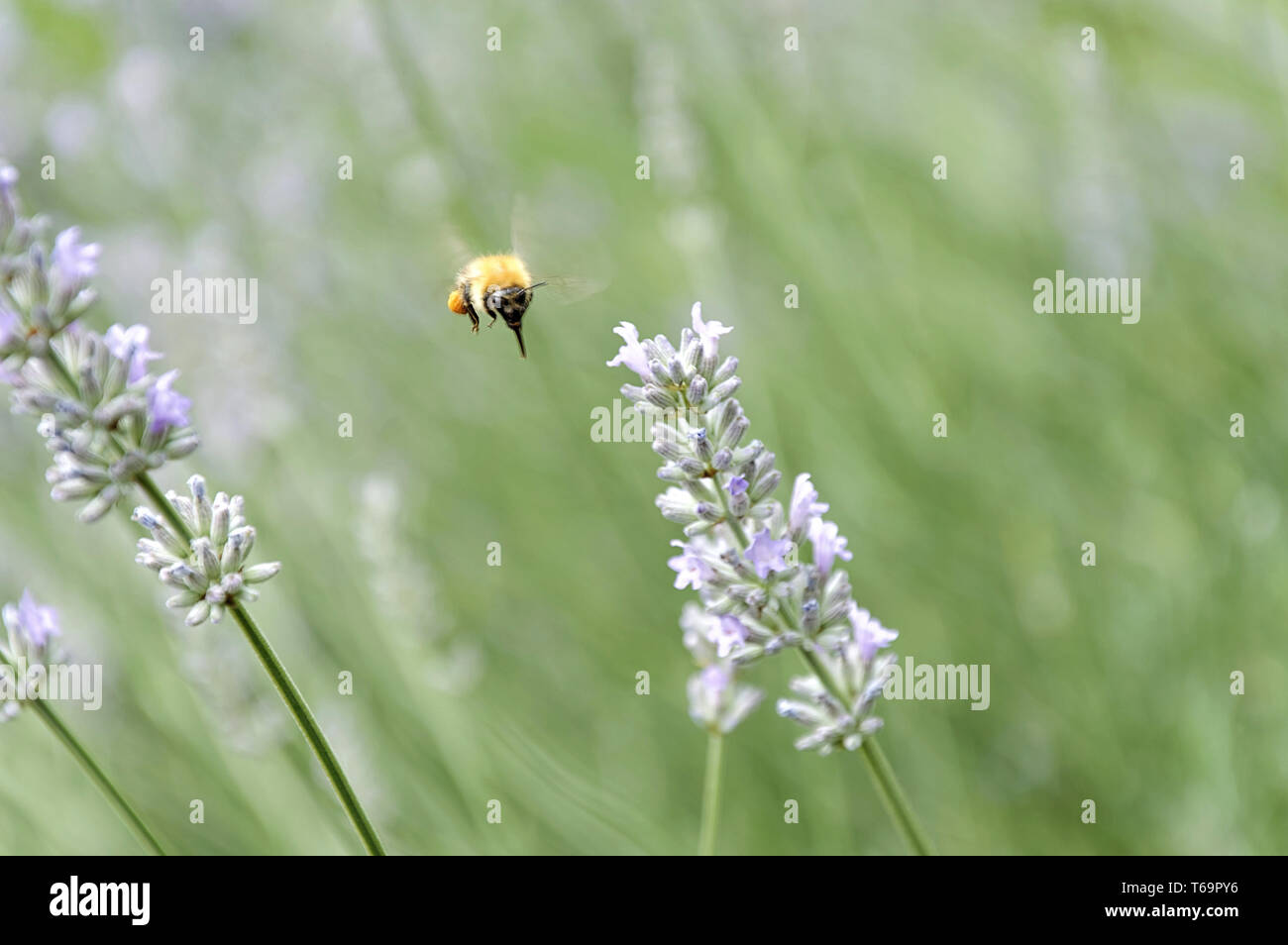 Genre de bourdons (Bombus) et la lavande Banque D'Images
