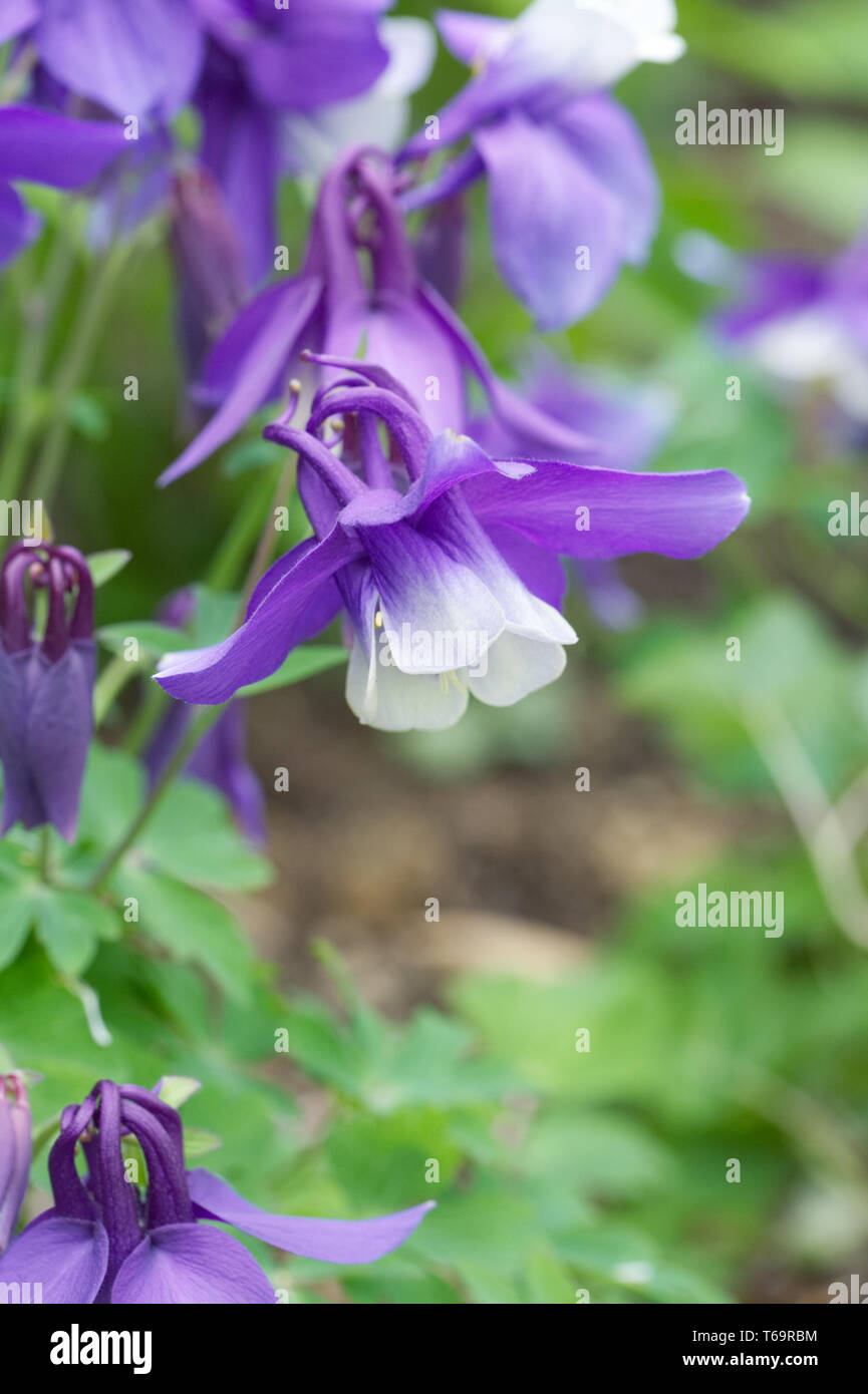Aquilegia bleu et blanc des fleurs au printemps. Banque D'Images