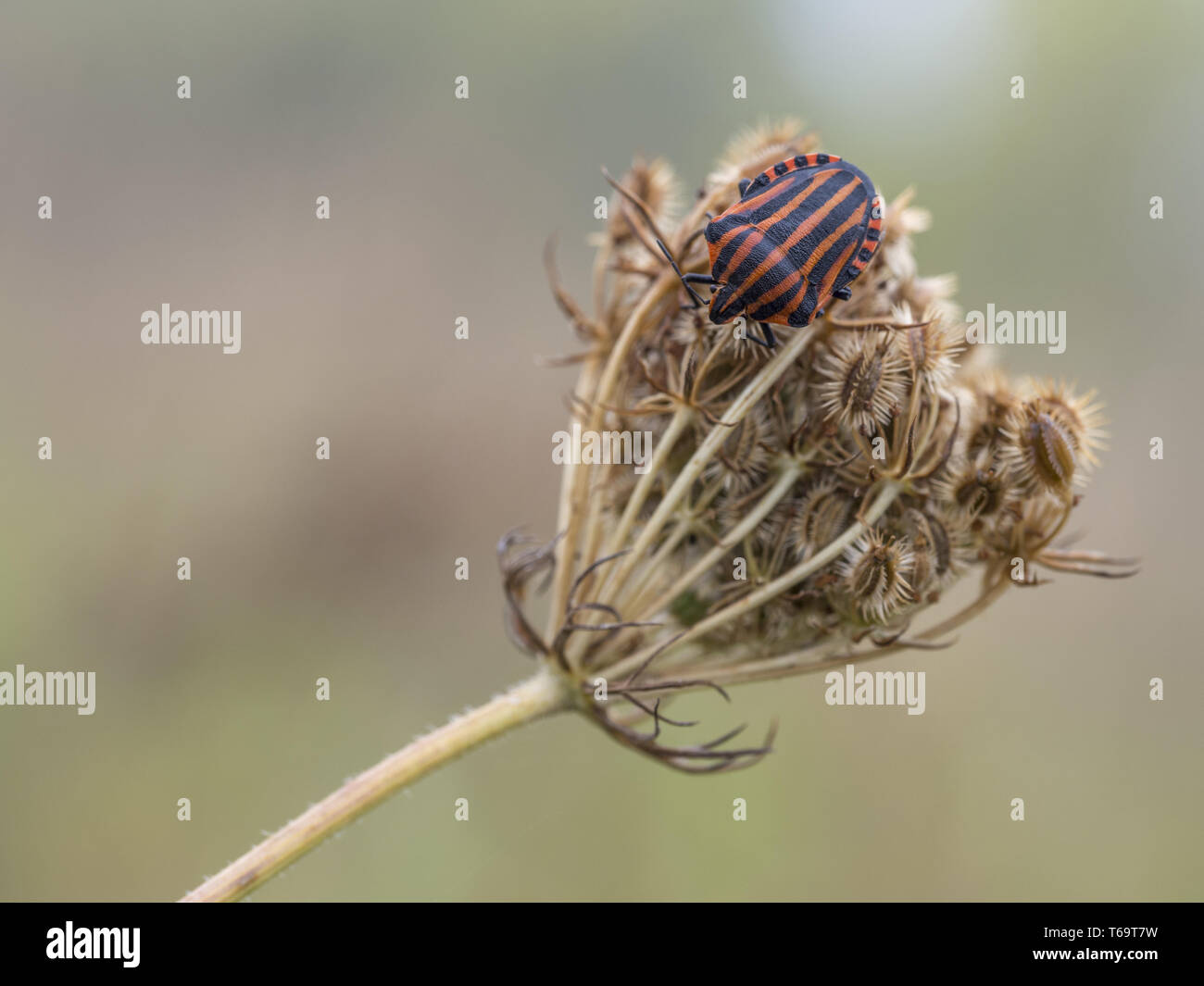 Striped-Bug sur une usine, Graphosoma lineatum Banque D'Images