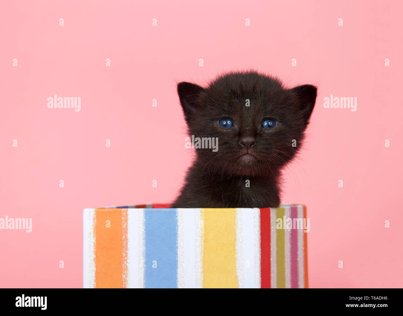 Adorable Bebe Chaton Noir Aux Yeux Bleus Avec Un Pic D Un Present Fort A Rayures Colorees Sur Fond Rose A Directement A L Afficheur Fond Rose Photo Stock Alamy Adorable Bebe Chaton Noir Aux Yeux Bleus Avec Un Pic D Un Present Fort A Rayures Colorees Sur Fond Rose A Directement A L Afficheur Fond Rose Photo Stock Alamy