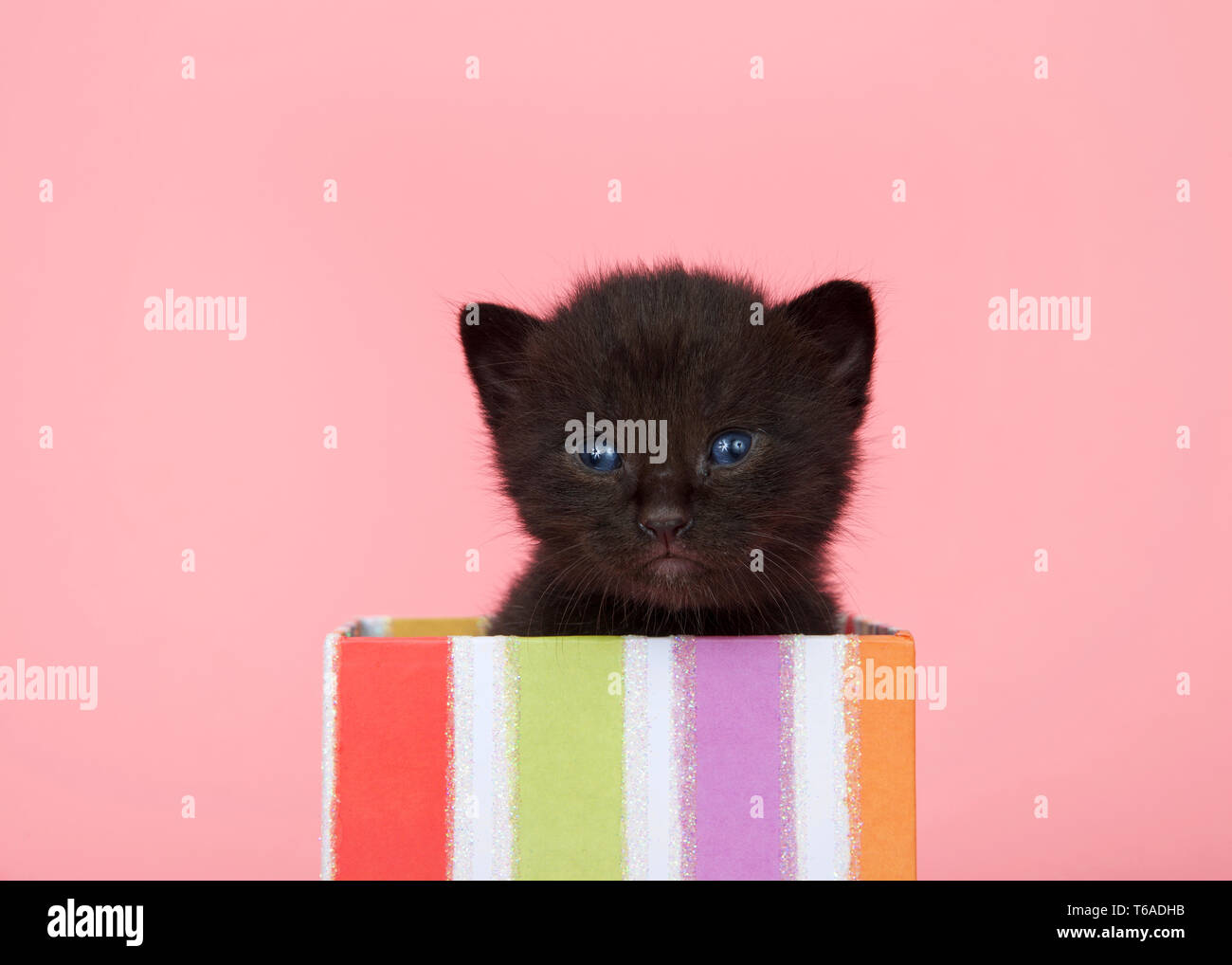 Adorable Bebe Chaton Noir Aux Yeux Bleus Avec Un Pic D Un Present Fort A Rayures Colorees Sur Fond Rose A Directement A L Afficheur Fond Rose Photo Stock Alamy