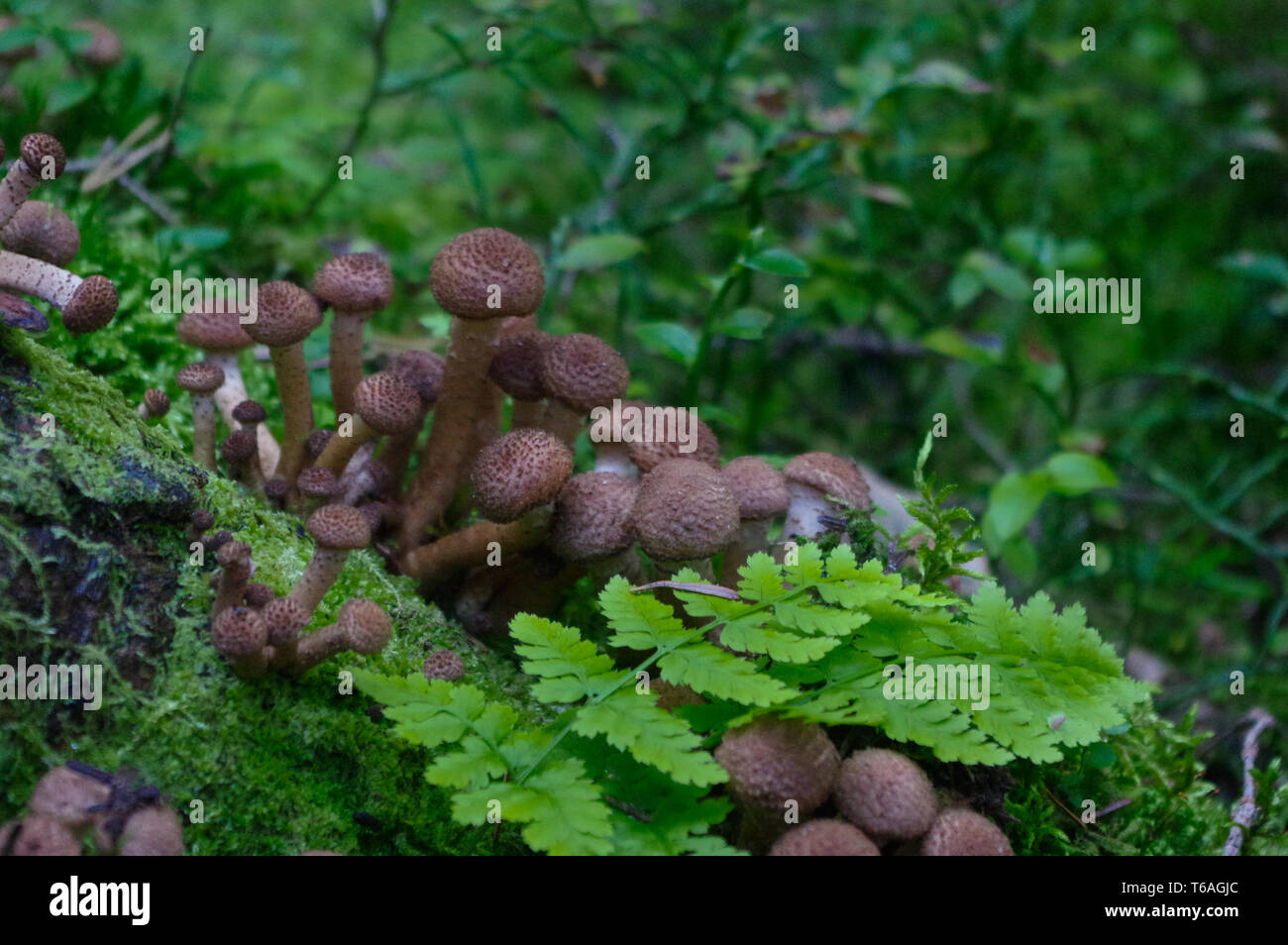 Les champignons sauvages dans la forêt verte, le miel de l'Armillaria ostoyae Banque D'Images