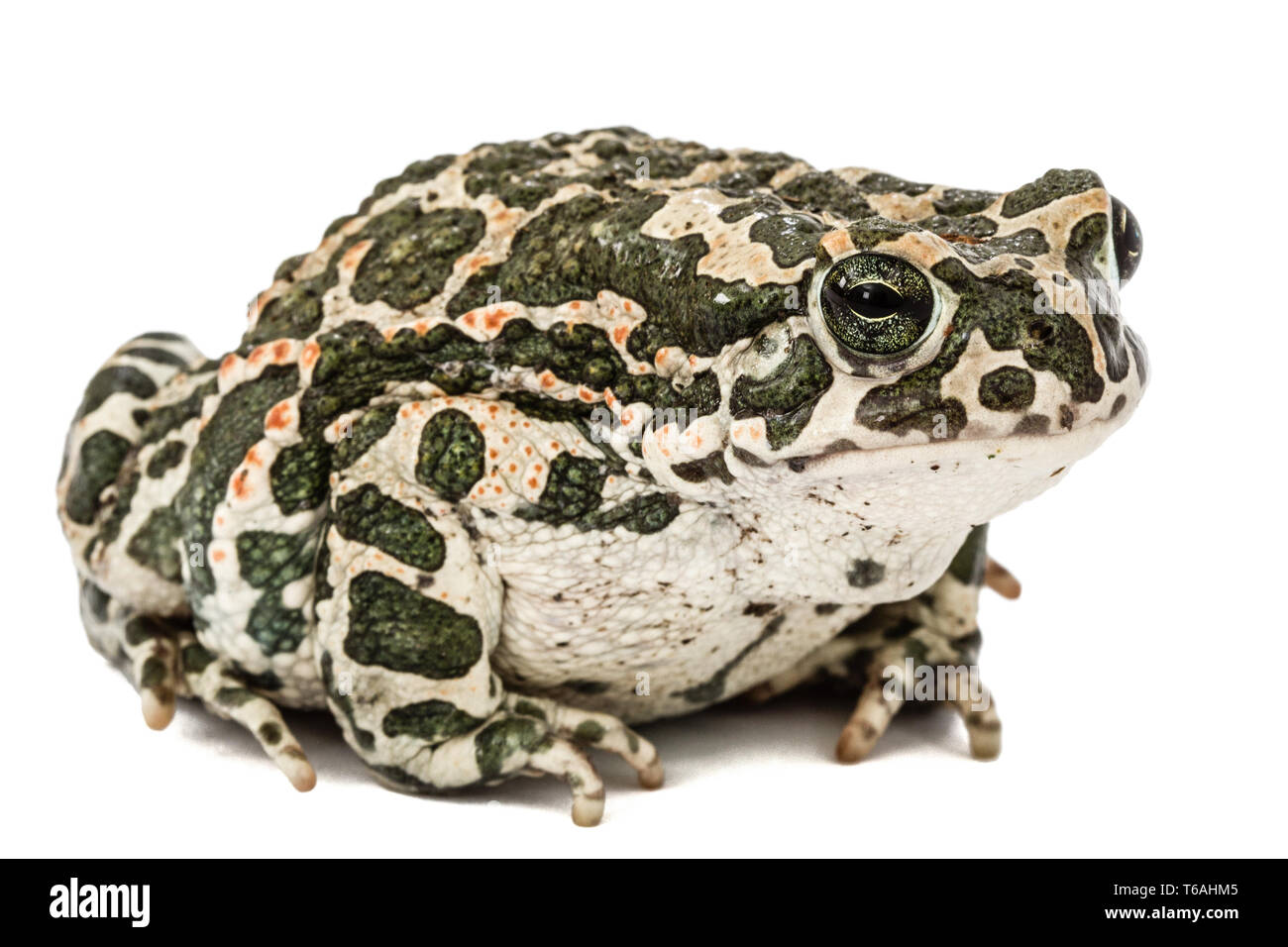Crapaud vert européen, Pseudepidalea viridis, Bufo viridis, Bufotes viridis, est de l'Europe Banque D'Images