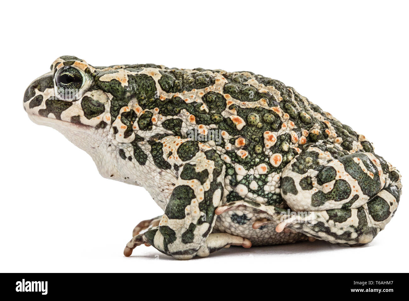 Crapaud vert européen, Pseudepidalea viridis, Bufo viridis, Bufotes viridis, est de l'Europe Banque D'Images