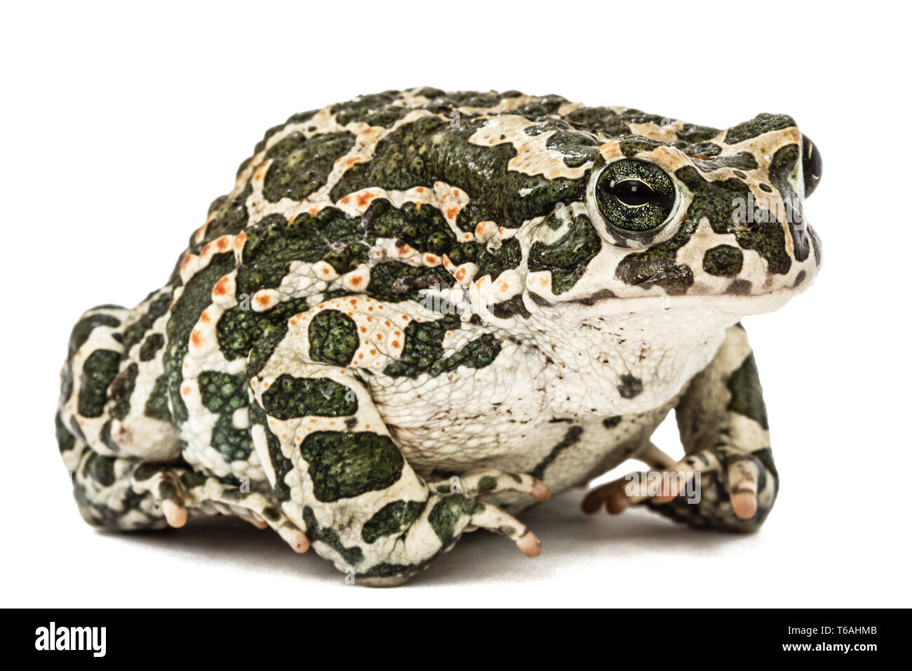 Crapaud vert européen, Pseudepidalea viridis, Bufo viridis, Bufotes viridis, est de l'Europe Banque D'Images