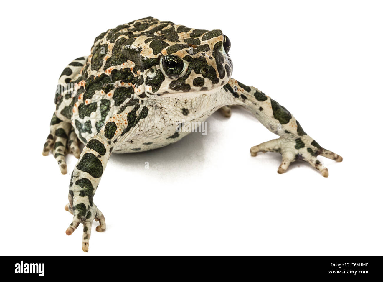 Crapaud vert européen, Pseudepidalea viridis, Bufo viridis, Bufotes viridis, est de l'Europe Banque D'Images