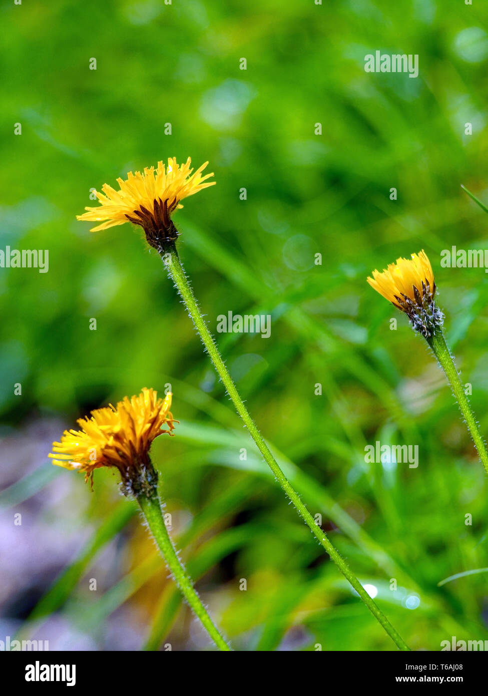 Fleurs jaunes, de faible profondeur de champ profond Banque D'Images