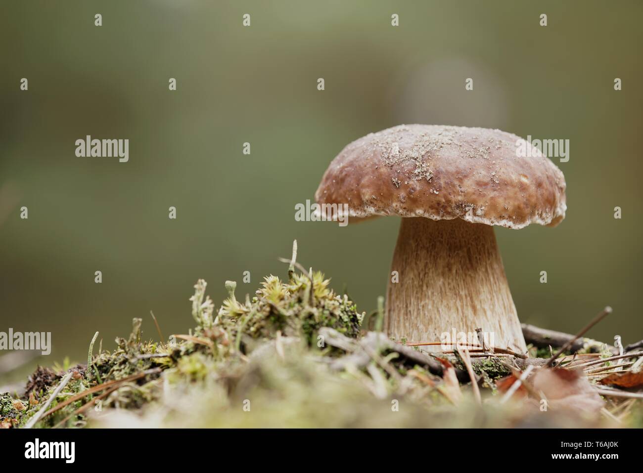 À l'automne champignons porcini dans la forêt Banque D'Images